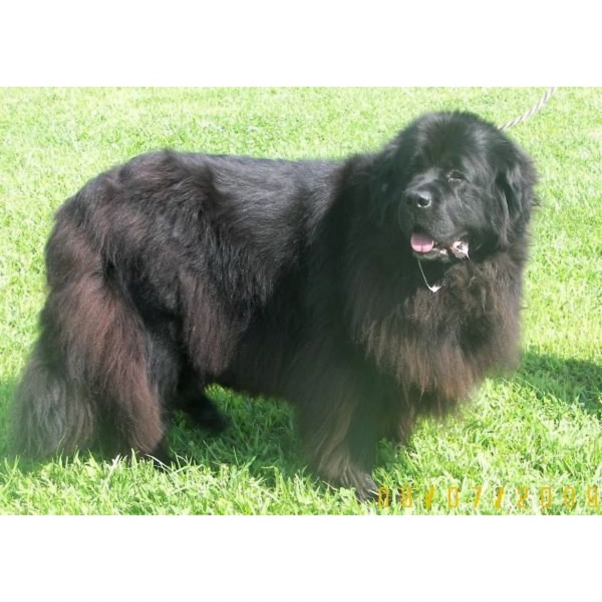 T Blueberryhill Black Mercedes (28-03-2004)